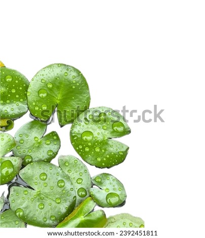 water drops on a plant.