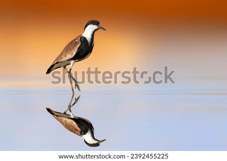 A water bird walking on still water. Spur winged Lapwing. Vanellus spinosus. Colorful nature background.