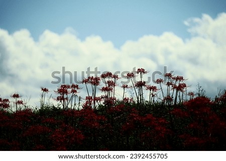 Silhouette of cluster amaryllis looking up