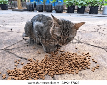 a stray cat looks at the camera before eating cat food Royalty-Free Stock Photo #2392457023