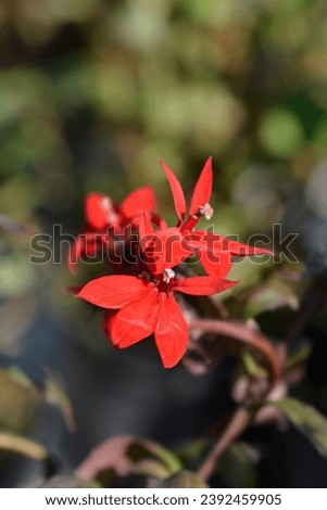 Lobelia Starship Scarlet red flowers - Latin name - Lobelia x speciosa Starship Scarlet Royalty-Free Stock Photo #2392459905