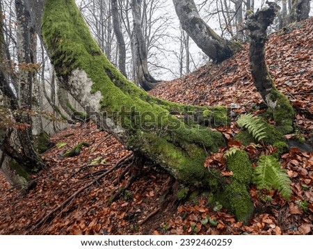 In the embrace of an autumn day, a fabulously beautiful forest unfolds, decorated with curved beeches, wrapped in moss. The forest floor, a carpet of brown leaves, completes this mesmerizing picture.