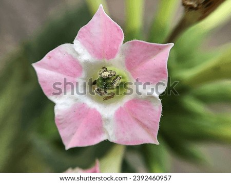 Beauty Pink flowers of tobacco plants Nicotiana tabacum with the insect inside Royalty-Free Stock Photo #2392460957