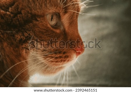 Orange cat sitting by the window with side profile