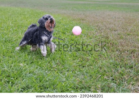 Photo of cute poodle happily playing with ball on grass