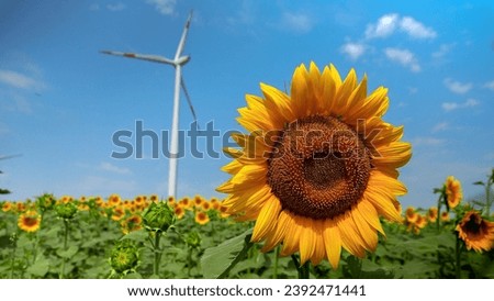 Electric power generating wind turbines working on a sunflower field at sunny windy day. Concept of renewable energy, nature protection, alternative energy sources and agriculture