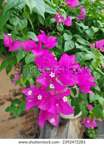 Bougainvillea, Paper flower, Pink flower, Bougainvillea hybrid