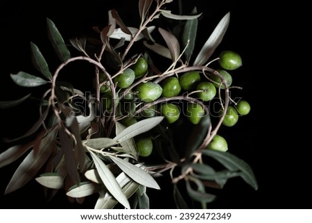 Fresh green olives on a branch form a heart. The fruit and leaves can be seen against a dark background.