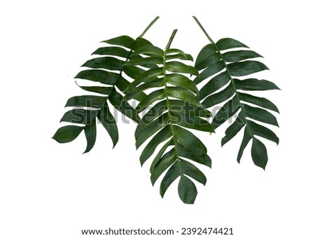 Monstera pinnatipartita (Siam Monstera) large green leaves that hollow veins and wet. On day of rainy season at garden. On white background, clipping path, isolated, flat lay. Thailand.