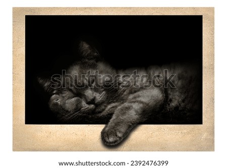 sleeping gray cat on an old vintage photo isolated on white background