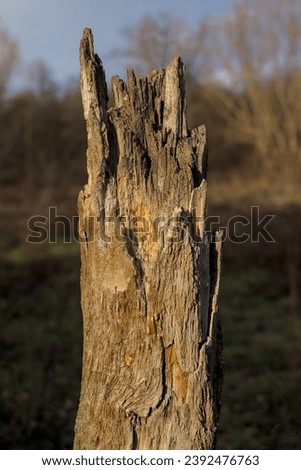 Photo of dry willow tree trunk on sunlight