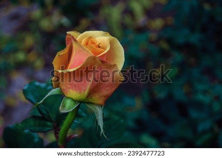 Yellow-red rosebud close-up. Natural rose garden.