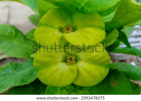 Euphorbia milii flower, Euphorbia milii