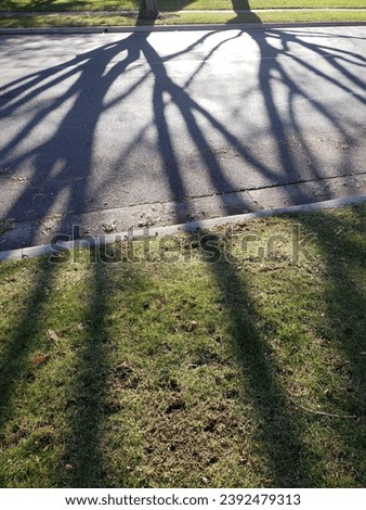 Long Tree Shadows Falling Across a Neighborhood Street