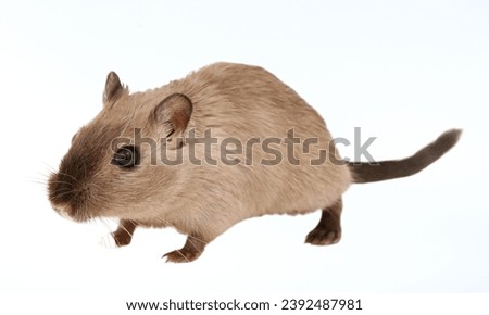 Hamster: Furry rodent often kept as a pet, known for cheek pouches.