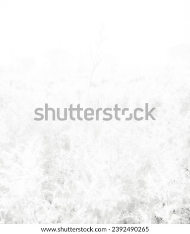 white background light ppt  white flower  plants texture wallpaper powerpoint . best background image top presentation  high quality 