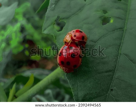 Macro of two ladybugs (coccinella magnifica ) on a leaf