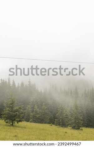 Carpatian mountains fog and mist at the pine forest  Royalty-Free Stock Photo #2392499467