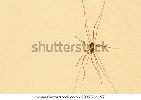 Arachnid of the order Opiliones. Patonas spider or Reaper. Royalty-Free Stock Photo #2392506197