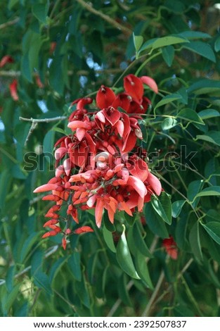 Closeup of Cockspur Coral Tree flowers, New South Wales Australia