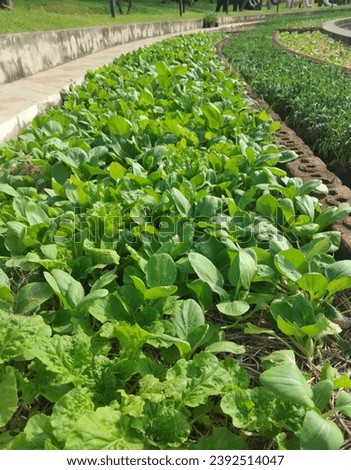 Picture of organic vegetable plot