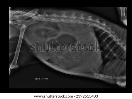 High-resolution lateral view of a cat's abdomen, providing detailed insight into the feline gastrointestinal and urinary systems for diagnostic purposes.