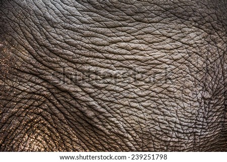 Elephant skin Texture  background