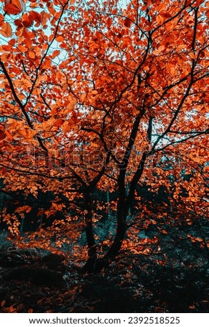 Bright tree autumn colours fall