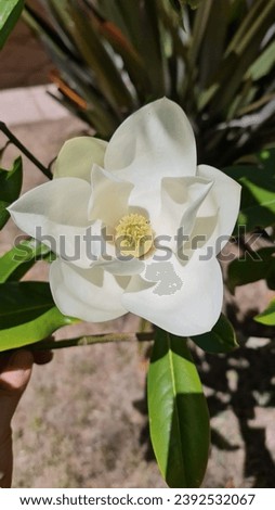 white flower on the tree
