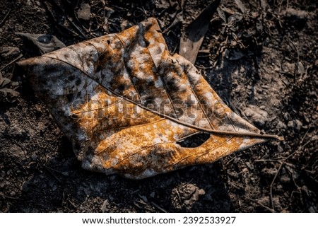 Lethal Elegance: Unraveling the Secrets of the Deadly Leaf Royalty-Free Stock Photo #2392533927