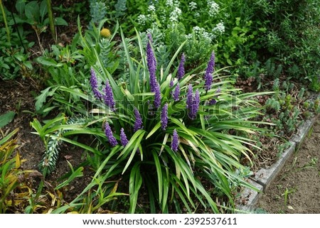 Liriope muscari 'Moneymaker', syn. big blue lilyturf, lilyturf, border grass, monkey grass is an erect evergreen perennial that produces blue-purple flowers in panicles from August to October. Berlin Royalty-Free Stock Photo #2392537611