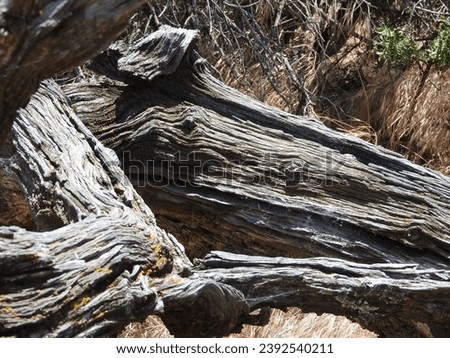 Close up of a branch structure against dried grass mauna kea hawaii
