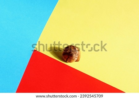 snail shell on colored paper background.Minimal photography
