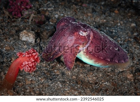 Eye level with an Flamboyant cuttlefish (Metasepia pfefferi). 