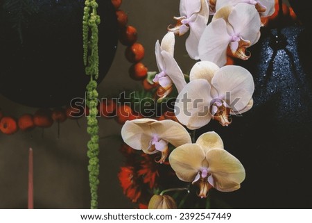 White orchid flowers on a dark background
