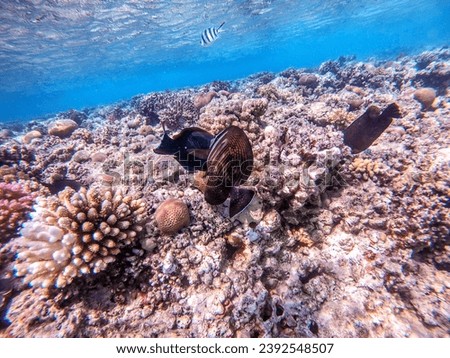 Tropical sailfin tang or Desjardin's sailfin tang known as  Zebrasoma desjardinii underwater at the coral reef. Underwater life of reef with corals and tropical fish. Coral Reef at Red Sea, Egypt.
