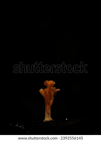 picture of a seductive red mushroom