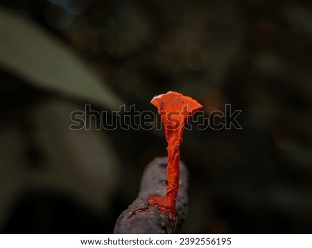 picture of a seductive red mushroom