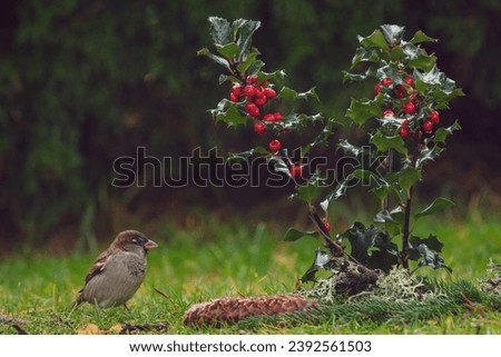 sparrow on the green lawn in the garden with a small ilex plant and a spruce cone at a autumn day Royalty-Free Stock Photo #2392561503