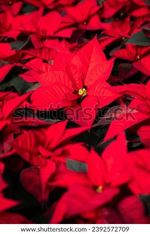 Mass of live Christmas Beauty Red poinsettia plants as a Christmas background
