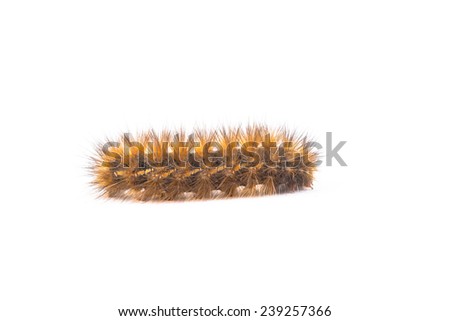 caterpillar in Thailand