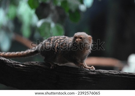 A portrait of a small exotic monkey in a tree