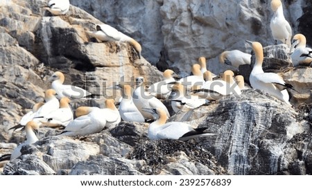 Colony of Northern gannets (Morus bassanus) at Bass Rock, Scotland