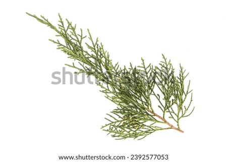 Juniperus thurifera or Spanish Juniper twig isolated on white background Royalty-Free Stock Photo #2392577053