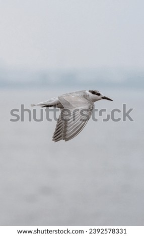 beautiful photograph of isolated arctic common tern bird avian life sanctuary flying over reservoir sea ocean dam lake empty negative space wallpaper background ornithology wings foliage bill tourism  Royalty-Free Stock Photo #2392578331