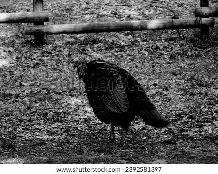 A Wildlife Photograph of a wild Turkey Created by me on April 5,2023 near Kissimmee, Florida. 