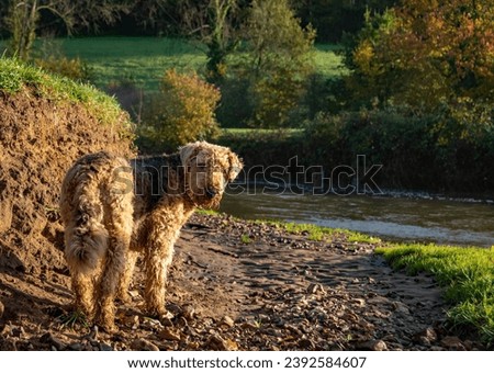 Airedale terrier stood at a riverside in the warm autumnal sunshine. copy space. Pet photograph. teddy bear appearance. copy space. Royalty-Free Stock Photo #2392584607