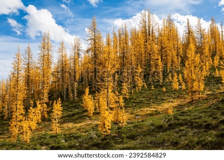 Golden Larches taken at Frosty Mountain, Manning Park, BC, Canada. Alpine larch can only be found in sub alpine region with elevation above 2000m and is one of the oldest trees in the province.  Royalty-Free Stock Photo #2392584829