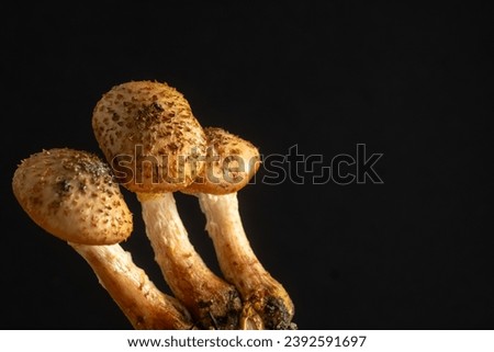 close-up of young honey mushrooms on an black background. Blur and selective focus. Creative photography. 