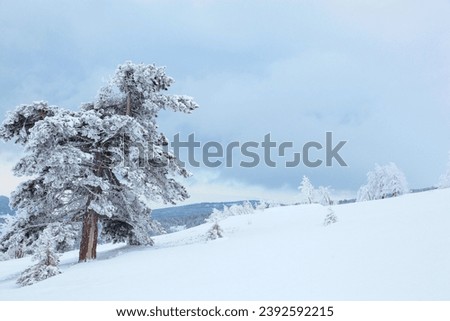 Ice Trees in the Uludag Mountain Summit Photo, Winter Season Uludag National Park, Bursa Turkiye (Turkey)